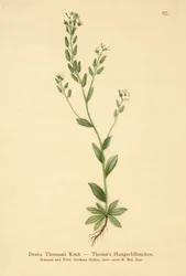 Drave de Thomas (Draba Thomasii)
