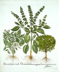 Basilic sacré, et deux autres variétés de basilic, de "Hortus Eystettensis", par Basil Besler
