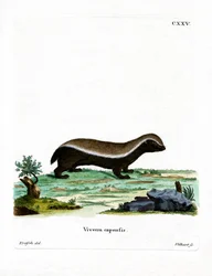 Ratel
