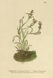 Gnaphale de Hoppe (Gnaphalium hoppeanum, Omalotheca hoppeana)