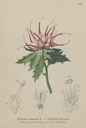 Raiponce cornue