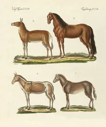 Chevaux et ânes