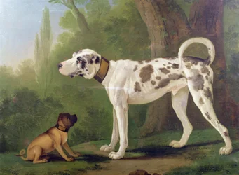 Chien de chasse et terrier