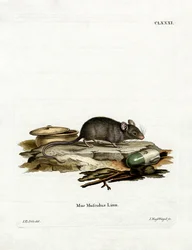 Souris domestique