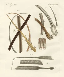 Cheveux humains et animaux