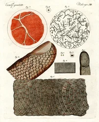 Peau humaine et sang