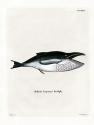 Baleine à Bosse