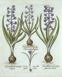 Jacinthes et crocus d