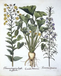 i. Concombre éclatant, ii. Épervière à feuilles étroites, iii. Romarin, de Hortus Eystettensis, par Basil Besler (1561-1629), pub. 1613