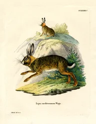 Lièvre ibérique