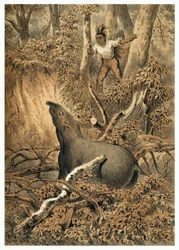 Illustration, chasse au tapir par des Indiens dans la forêt amazonienne. Dans De Bootslieden der Amazon-River, Karl Muller, Pays-Bas