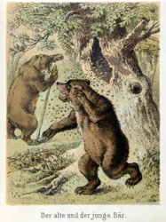 Illustration des contes de Franz Hoffmann "Contes et Fables - Le jeune ours et le vieil ours": un jeune ours attaqué par des abeilles. Chromolithographie du 19ème siècle.