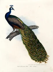 Paon bleu indien, 1864
