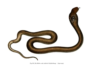 Cobra indien