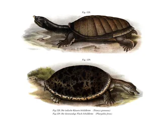 Tortue à carapace molle indienne
