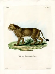 Lion indien