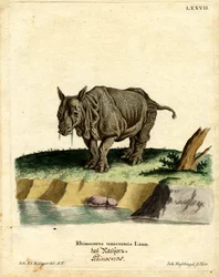 Rhinocéros indien