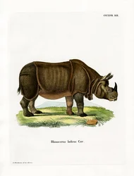 Rhinocéros indien