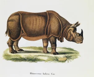 Rhinocéros indien, de Mammifères illustrés de la Nature avec descriptions, par Johann Christian Daniel von Schreber, gravure et dessin par A Fleischmann, volume 6-7, table 317-D-D, Allemagne