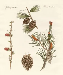 Bois conifères indigènes