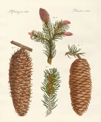 Bois conifères indigènes