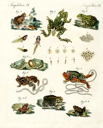 Grenouilles et crapauds indigènes