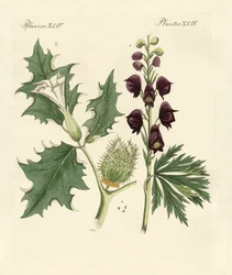 Plantes vénéneuses indigènes