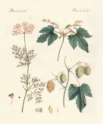 Plantes épicées indigènes