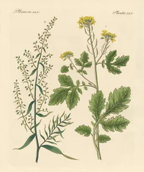 Plantes épicées indigènes