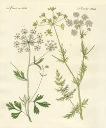 Plantes épicées indigènes