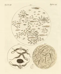 Animaux d