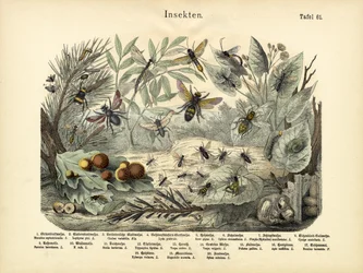 Insectes
