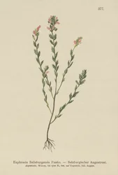 Euphraise irlandaise