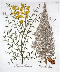 Italian Cypress et Spanish Broom, de Hortus Eystettensis, par Basil Besler, pub. 1613