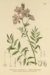 Polemonium bleu (Polemonium coeruleum, Polemonium caeruleum)