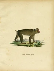 Macaque japonais