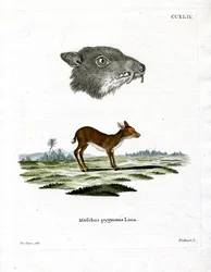 Chevrotain de Java