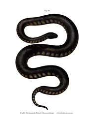 Serpent fichier de Java