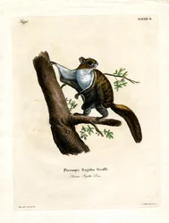 Écureuil volant de Java