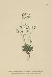Drave de Johann (Draba Johannis)