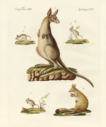 Sauterelles