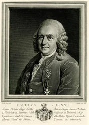Carl von Linné