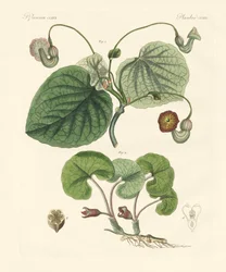 Types de plantes aristolochia