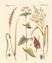 Types de maïs