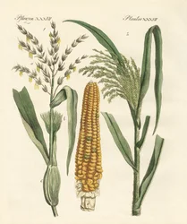 Types de maïs