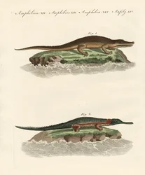 Types de crocodiles