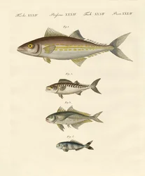 Types de maquereaux