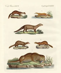Espèces de loutres et de martres