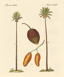 Types de palmiers