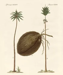 Types de palmiers